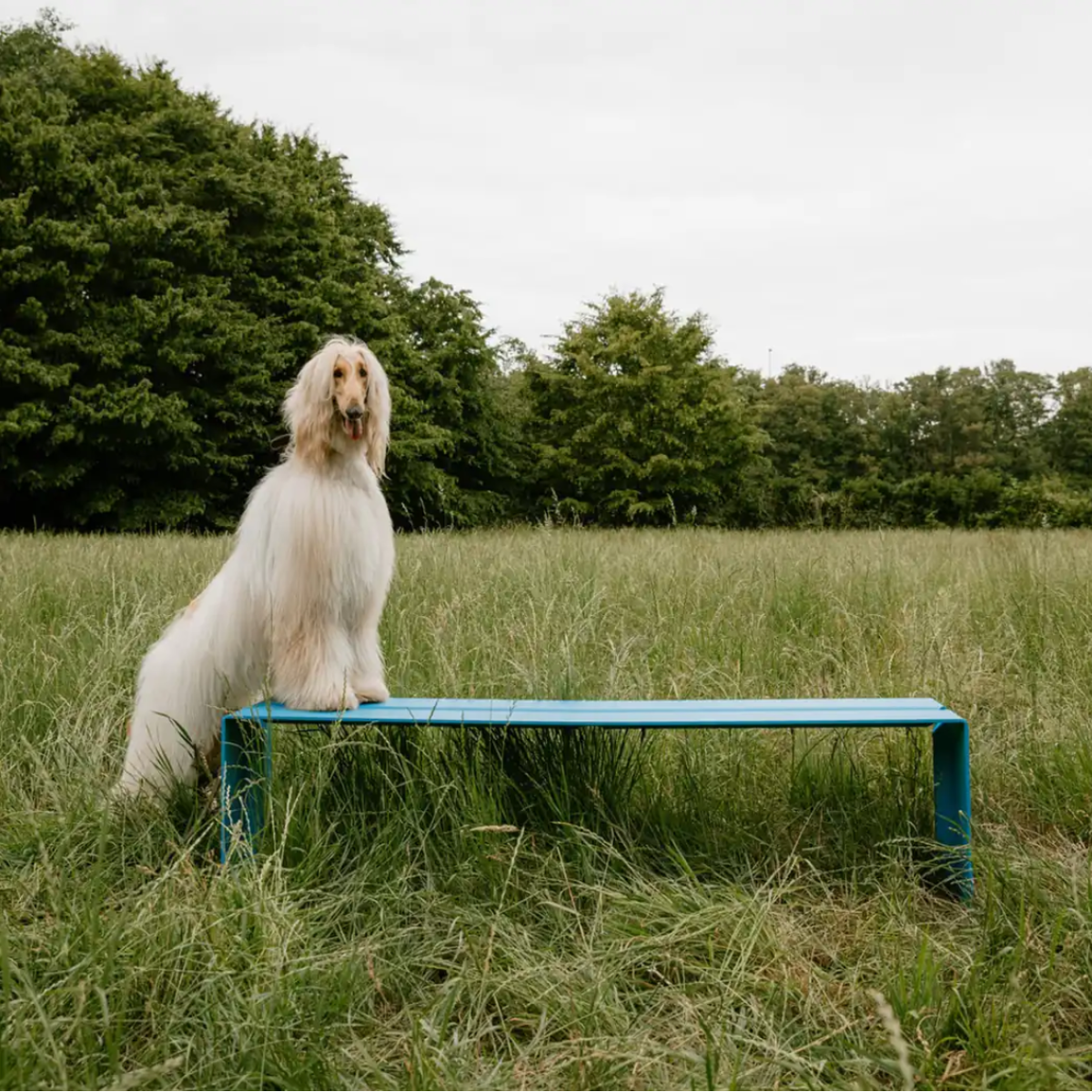 Wünder The Bench