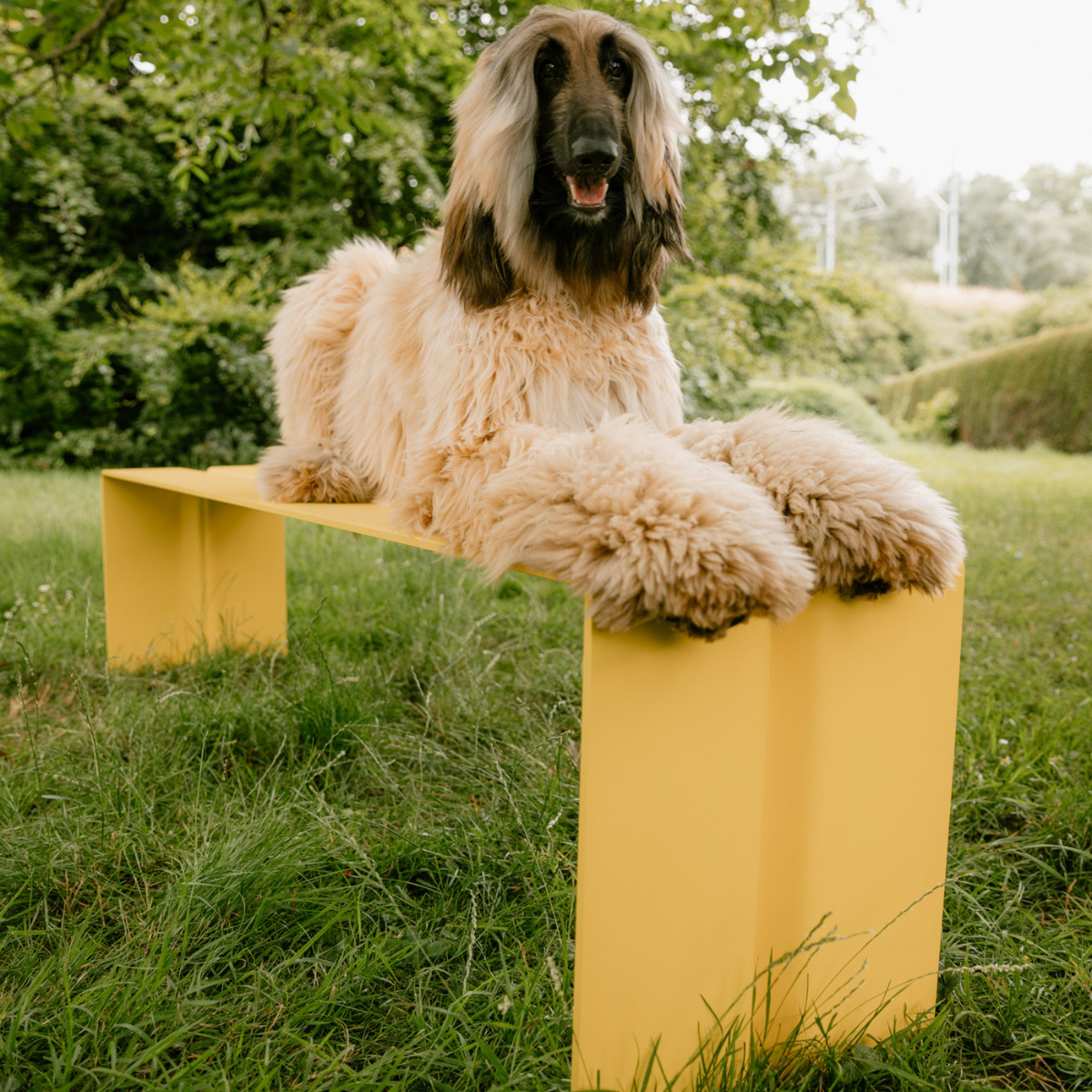 Wünder The Bench
